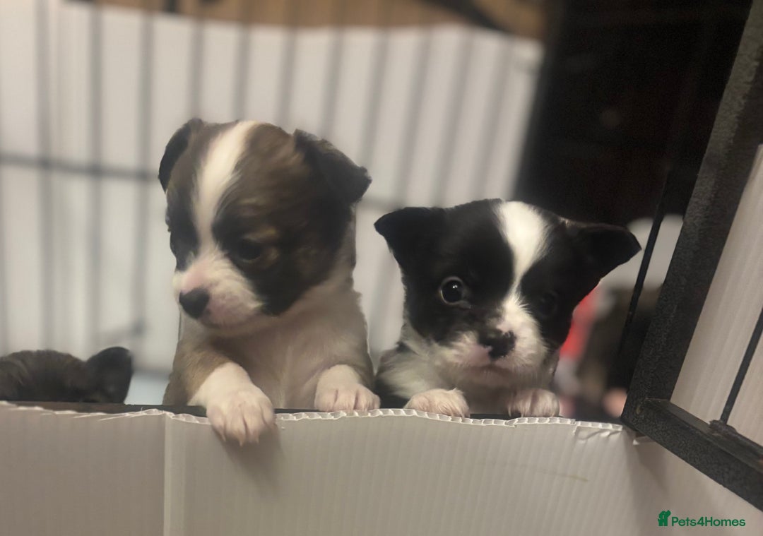 Chihuahua dogs for sale: Lovely long haired Chihuahua  - Advert 11