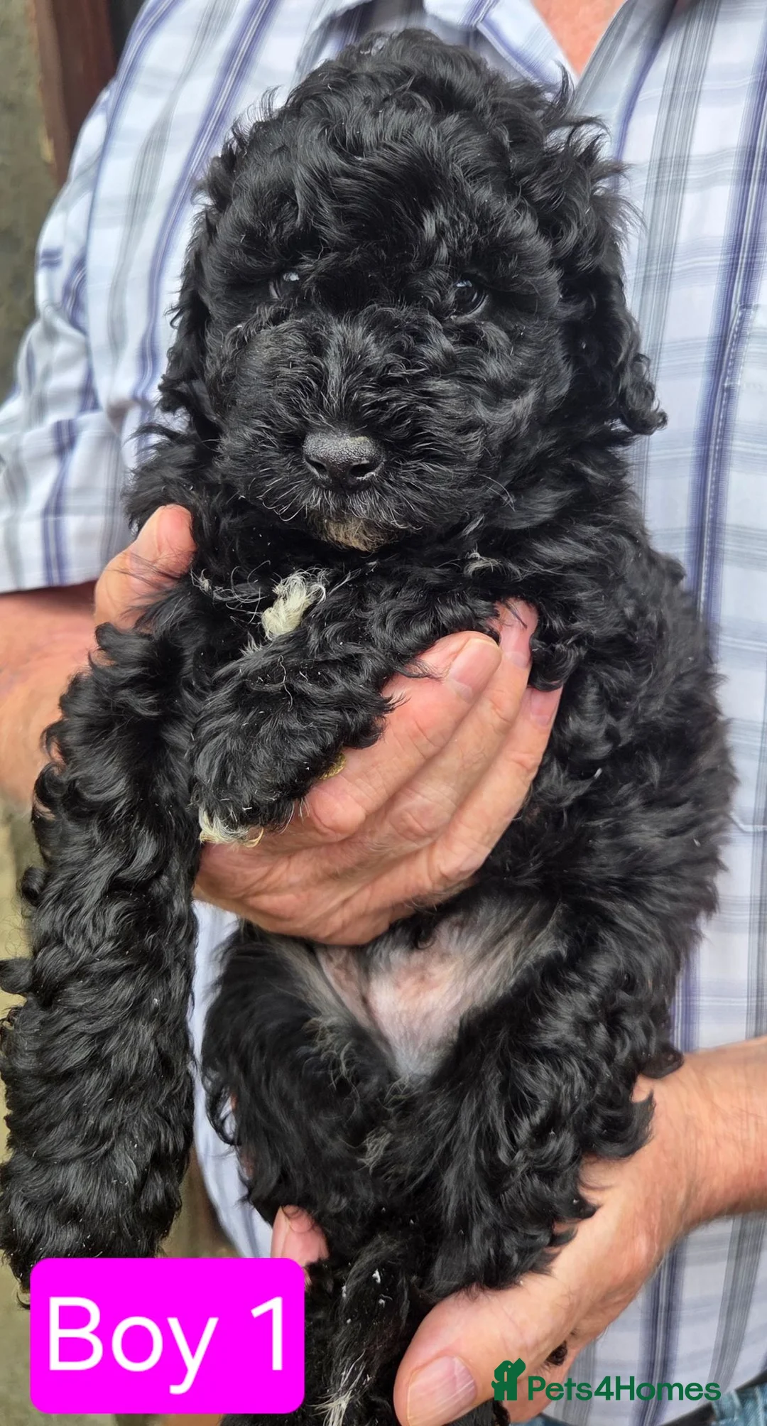Shihpoo dogs for sale: Gorgeous Rare colours Shihpoo puppies in Bacup - Advert 21