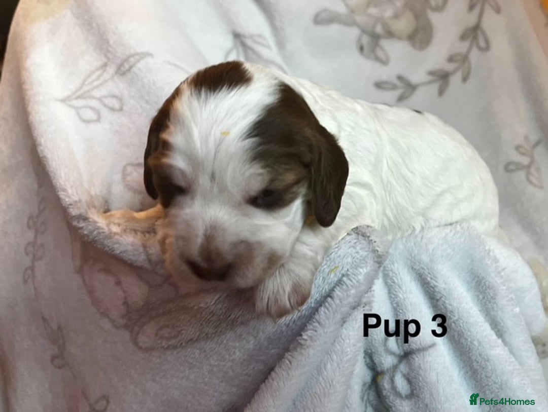 Cockapoo dogs for sale: Adorable Cocker Spaniel/Cockapoo Puppies - Image 16