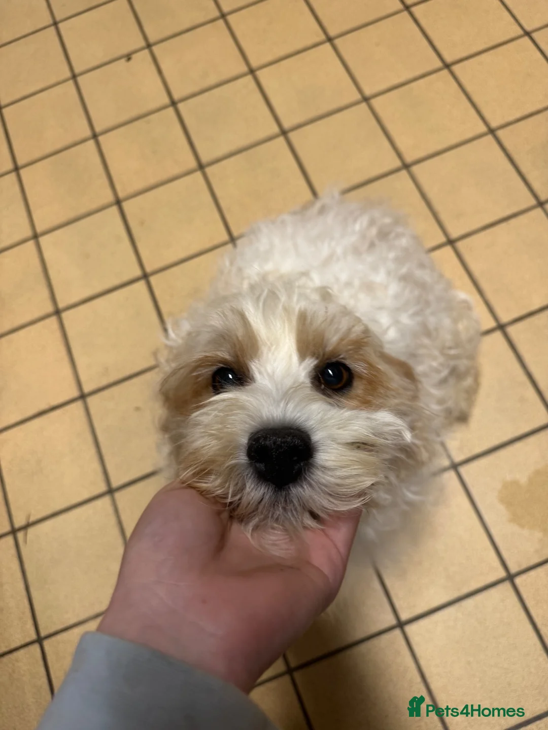 Cavapoochon dogs for sale: 5 cavapoochon puppies💙🩷 - Advert 2