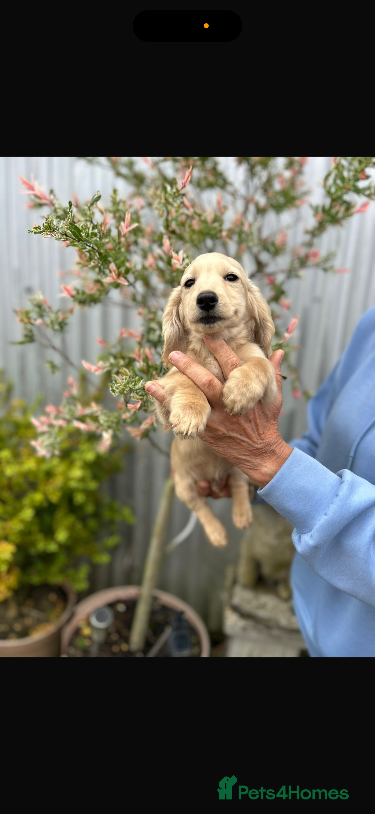 Miniature Dachshund dogs Adorable KC registers long haired dachshund - Advert 2