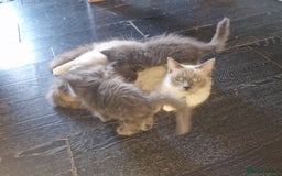 Maine Coon cats for sale: Main coon x ragdoll kittens  - Image 6