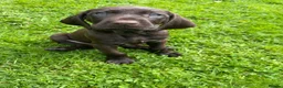 Mixed Breed dogs for sale: ⭐️ 5 Beautiful Pointer puppies for sale ⭐️ in Montgomery - Advert 2
