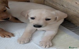 Labrador Retriever dogs for sale: Beautiful Labrador puppy's  - Image 4