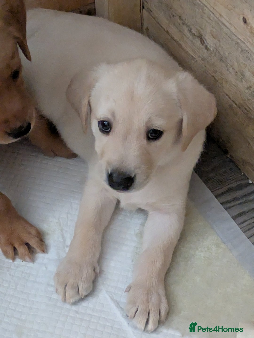 Labrador Retriever dogs for sale: Beautiful Labrador puppy's  - Image 4