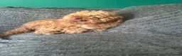 Toy Poodle dogs for stud: Toy poodle for stud  - Advert 10