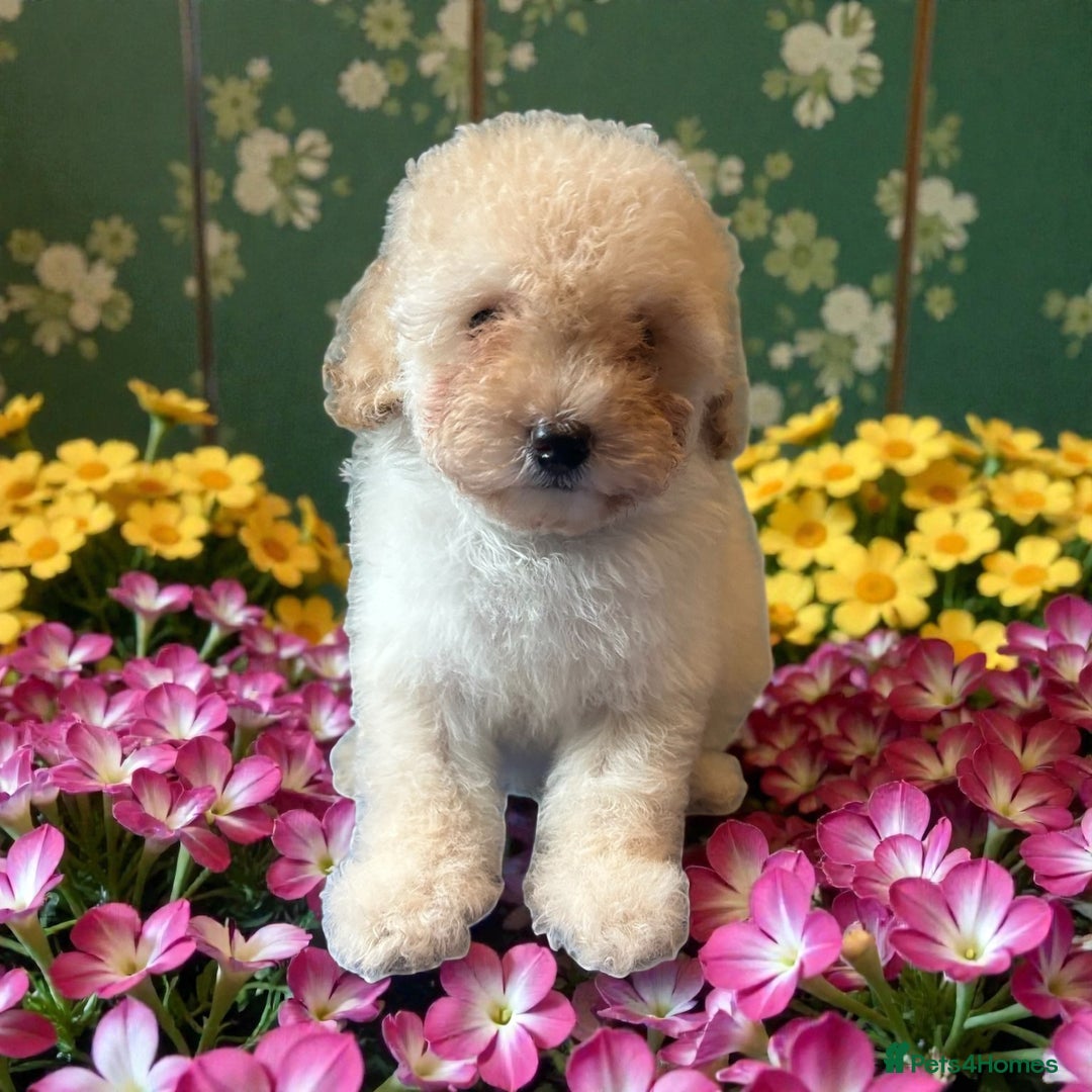 Miniature Poodle dogs for sale: Miniature Poodle Puppies  - Advert 8