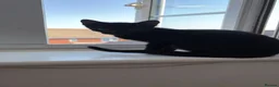 Russian Blue cats for sale: 2 cute black fluffy kittens for sale - Advert 4