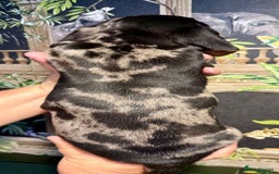 Miniature Dachshund dogs for sale: 2 beautiful dappled dachshunds 2 boys  - Image 5