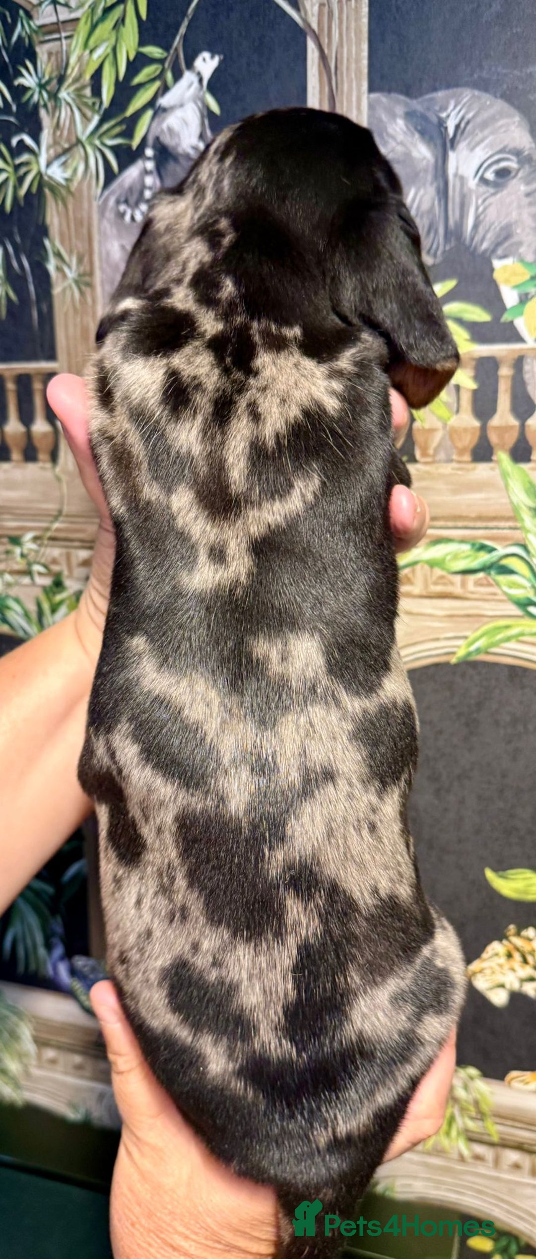 Miniature Dachshund dogs for sale: 2 beautiful dappled dachshunds 2 boys  - Image 5