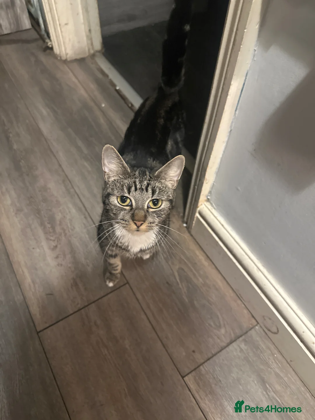 Mixed Breed cats for sale: Babies - Advert 1