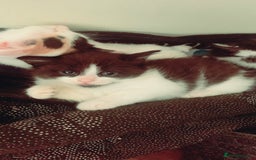 Mixed Breed cats for sale: Lovely kitten Are looking for Loving home - Image 10