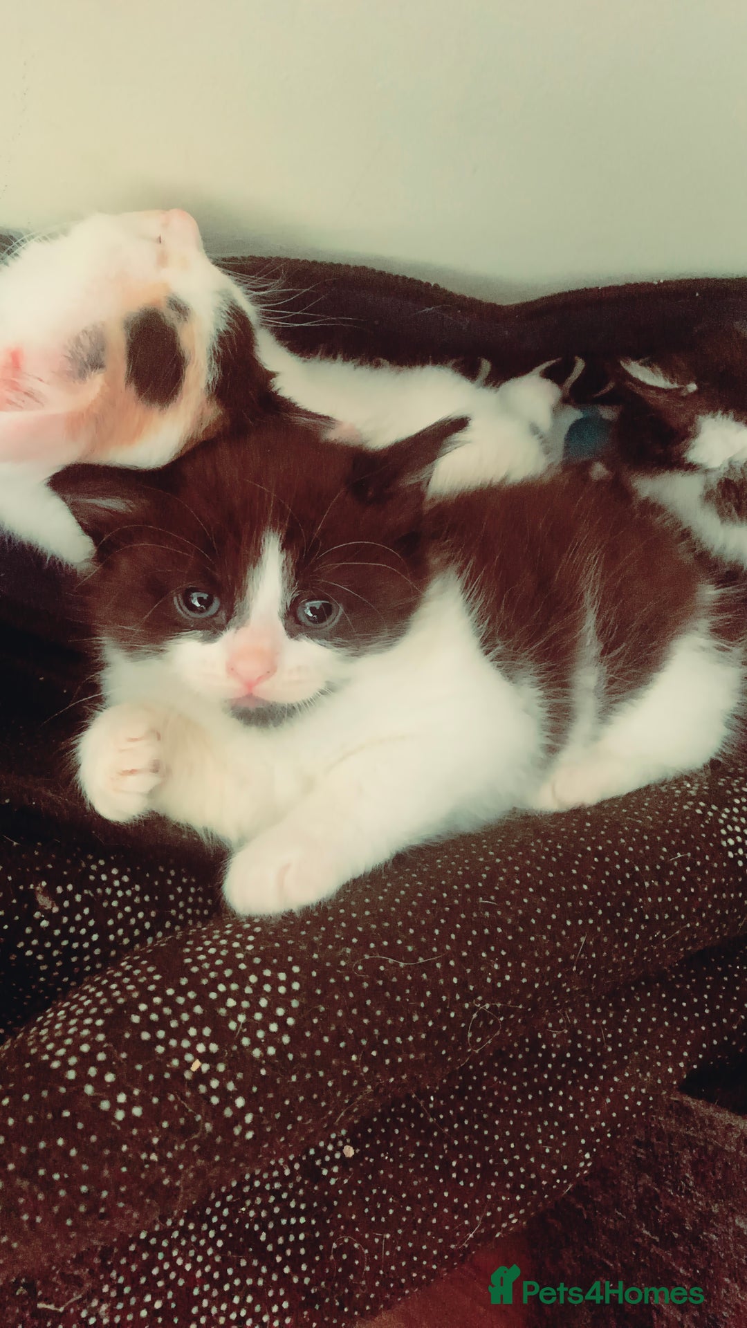 Mixed Breed cats for sale: Lovely kitten Are looking for Loving home - Image 10
