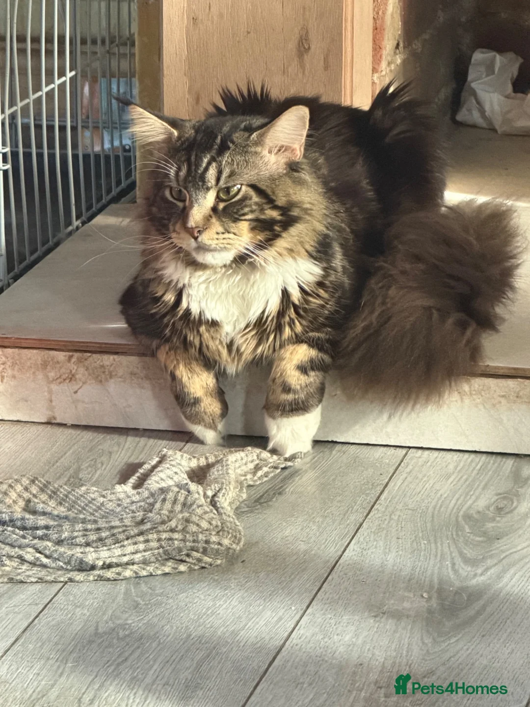 Maine Coon cats for sale: Maine coon - Advert 2