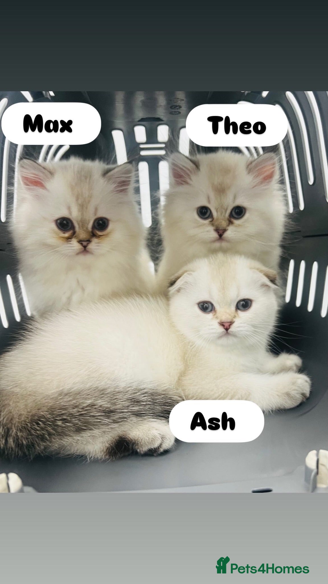 Scottish Fold cats for sale: Pedigree pure breed boy kittens  - Advert 1