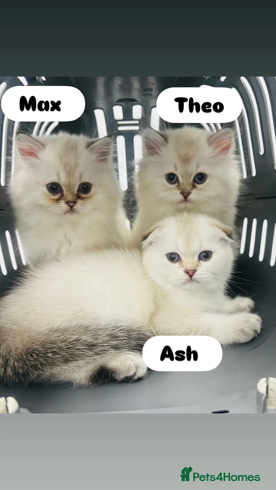 Scottish Fold cats for sale: Top quality/rare boy kittens From inter-champion  - Advert 1
