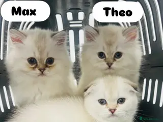 Scottish Fold cats for sale: Pedigree pure breed boy kittens - Advert 1