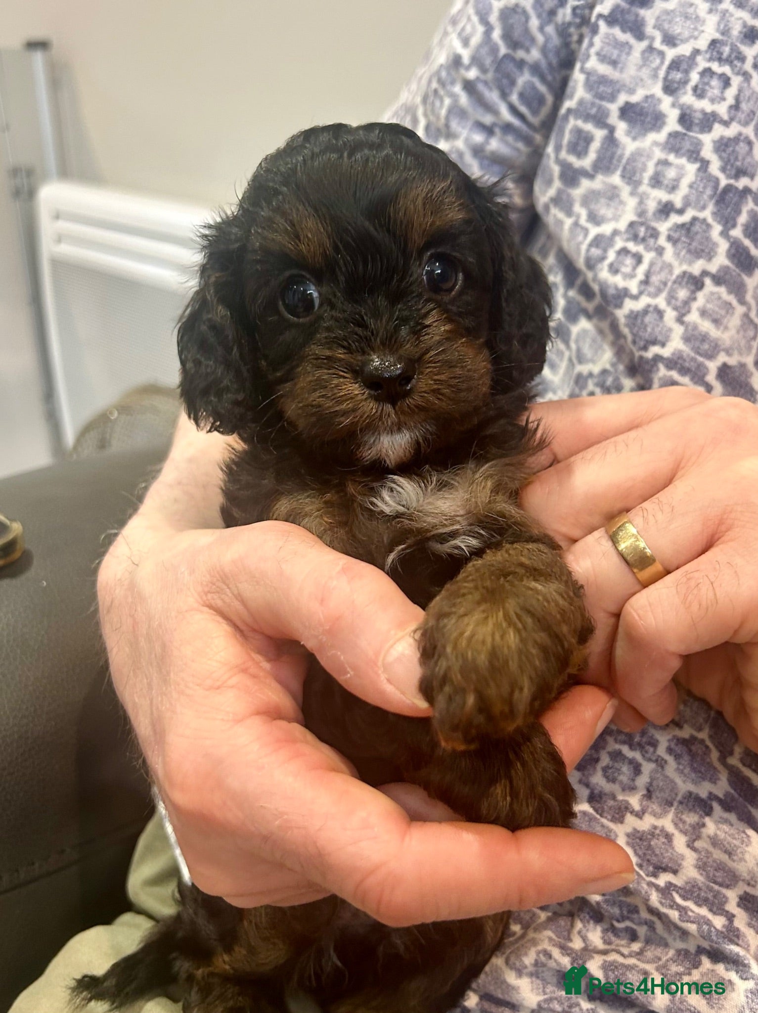 Cavapoo dogs 5🌟licensed cavapoo puppies  - Advert 1