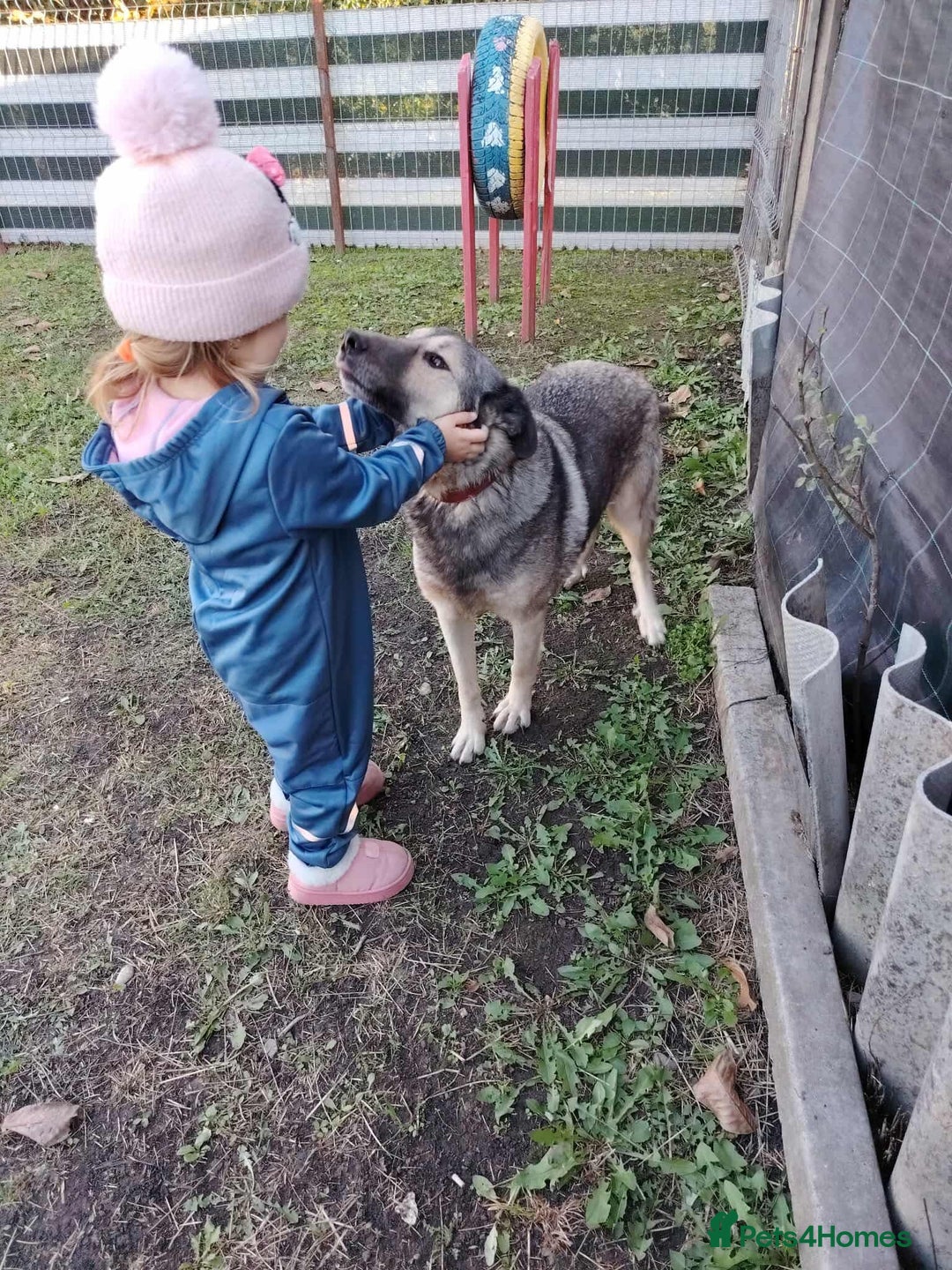 Mixed Breed dogs for adoption: Orville 💙 - Advert 1