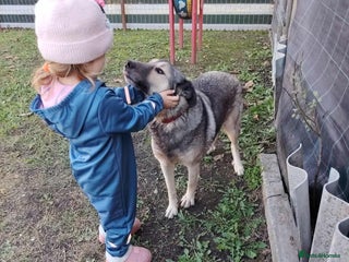 Mixed Breed dogs Orville 💙 - Advert 1