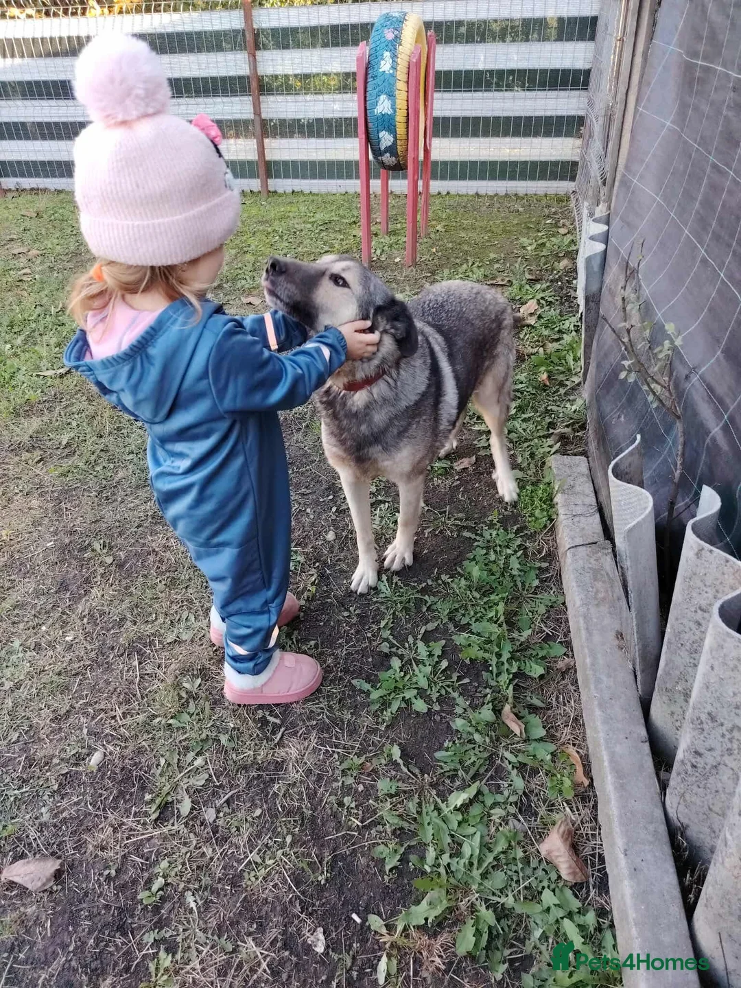 Mixed Breed dogs for adoption: Orville 💙 - Advert 1