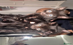 Domestic Shorthair cats for sale: 3 identical black boys - Image 3