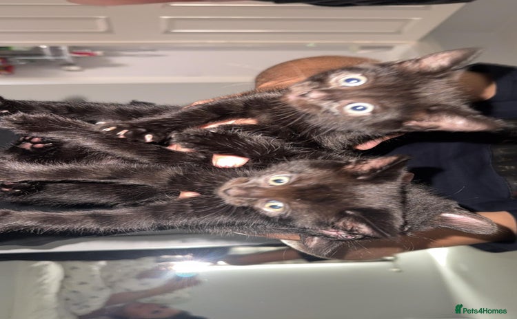 Domestic Shorthair cats - Advert 16
