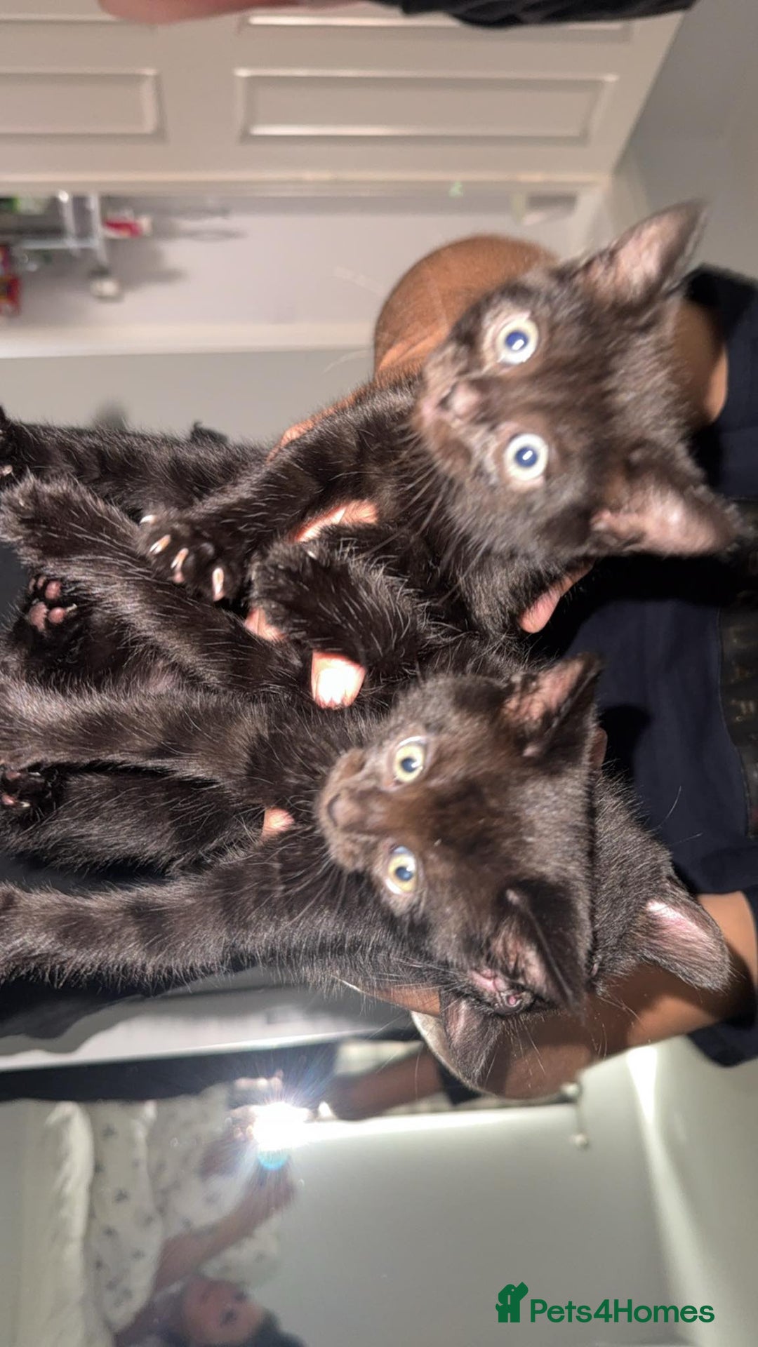 Domestic Shorthair cats for sale: 3 identical black boys - Image 3