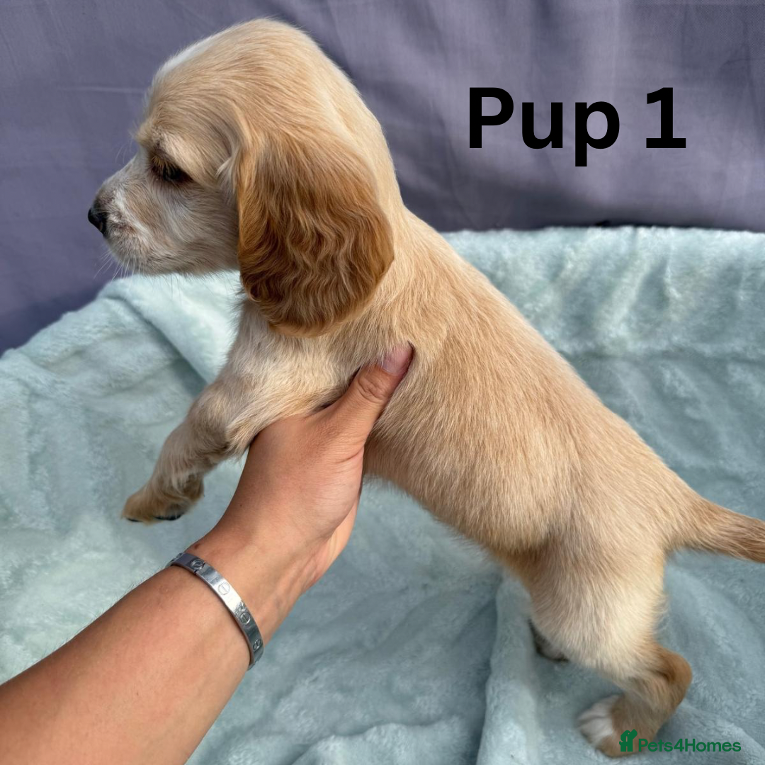 Cocker Spaniel dogs for sale: ⭐️ SHOW TYPE COCKER SPANIEL - READY ON 1ST AUGUST - Image 5