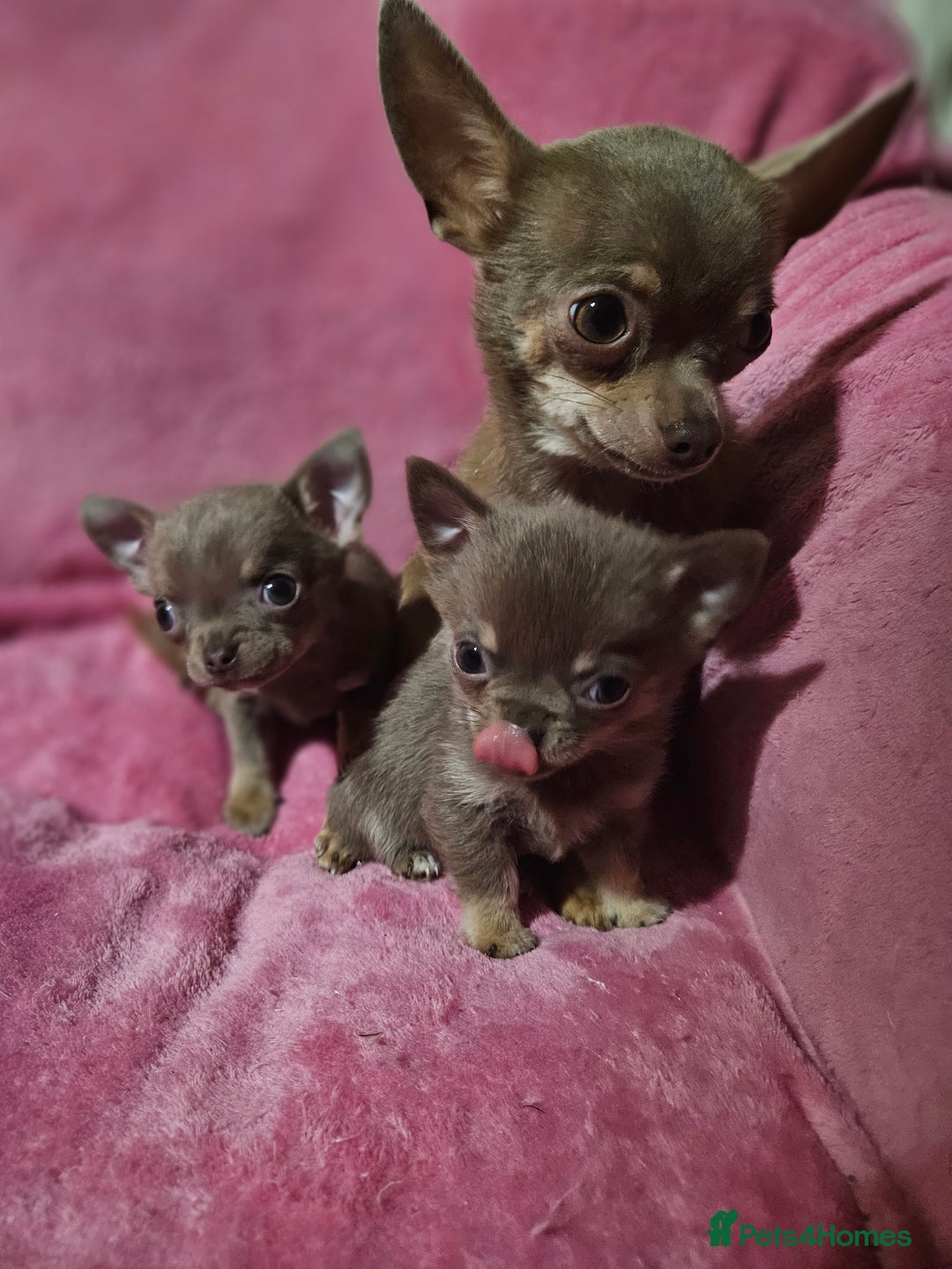 Chihuahua dogs for sale: TINY KC REG Lilac Chihuahua puppies - Advert 2