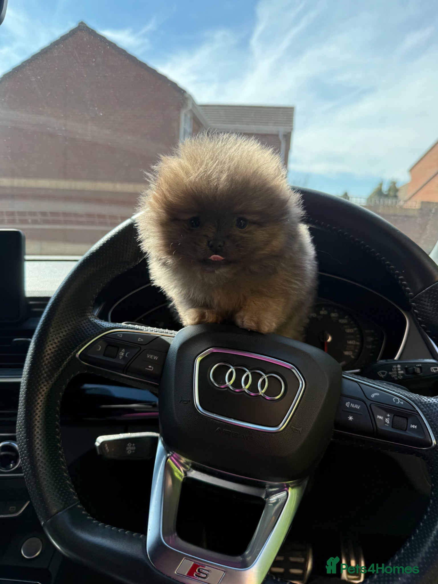 Pomeranian dogs Unique Blue and tan girl 💖 - Advert 12