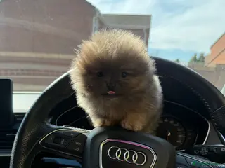 Pomeranian dogs Unique Blue and tan girl 💖 - Advert 12