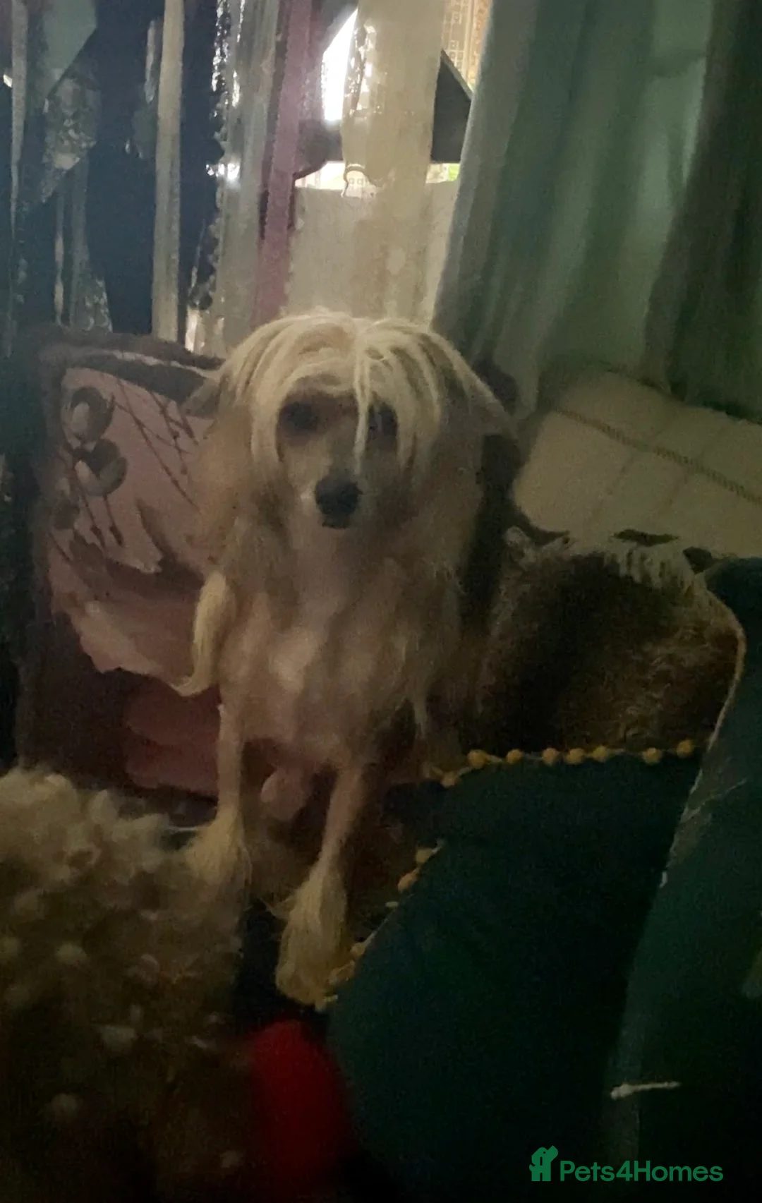 Chinese Crested dogs for sale: HHL created  - Advert 2