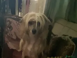 Chinese Crested dogs HHL created - Advert 12