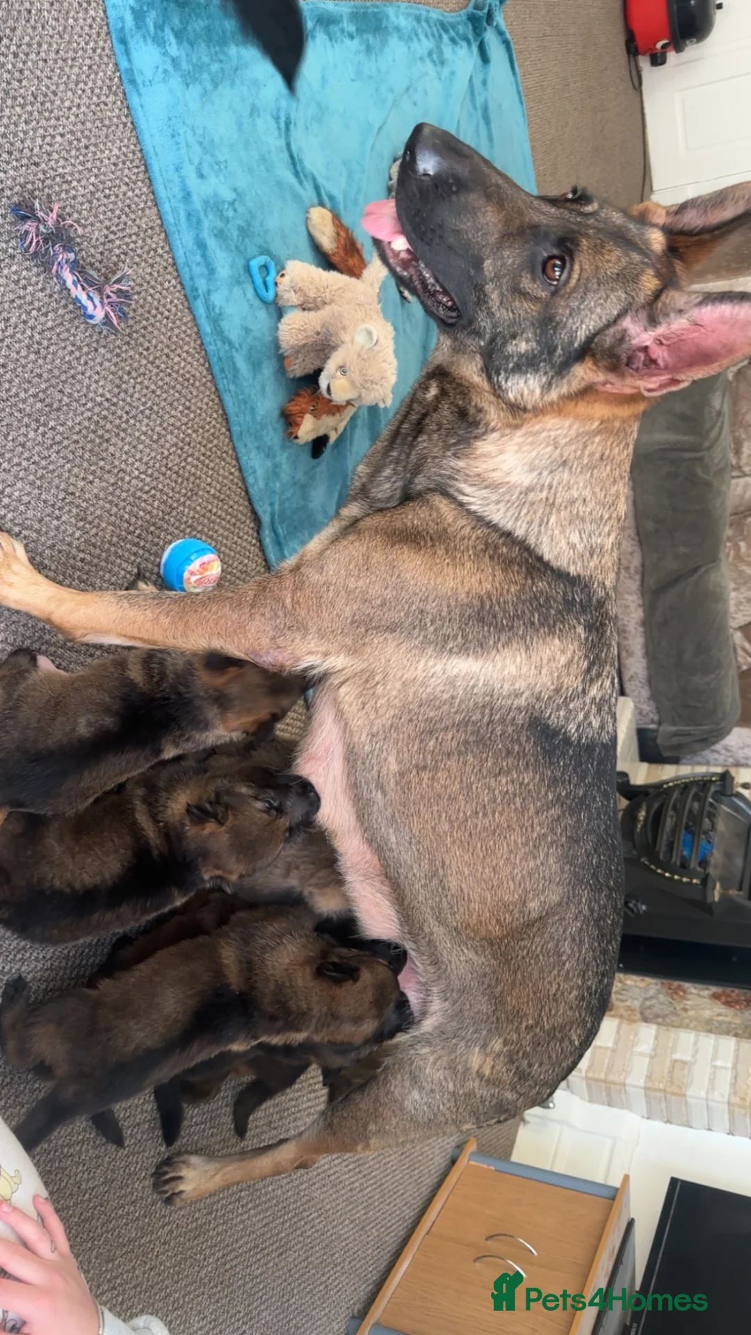 German Shepherd dogs for sale: Stunning Working German shepherd kc register Czech - Advert 1