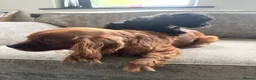 Cavapoo dogs for sale: Cavapoo boys for sale  - Advert 2