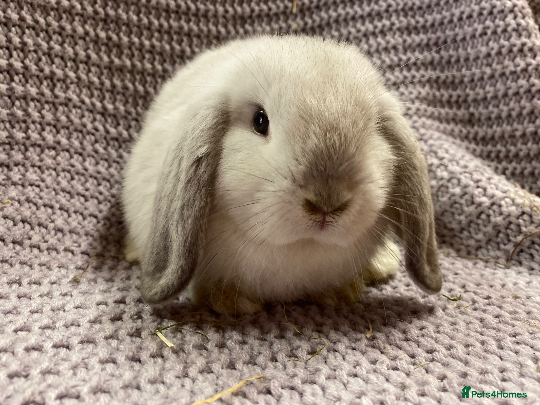 Mini Lop rabbits Mini lop  ready now - Advert 4