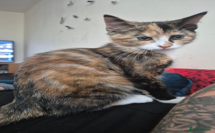 Mixed Breed cats - Advert 5