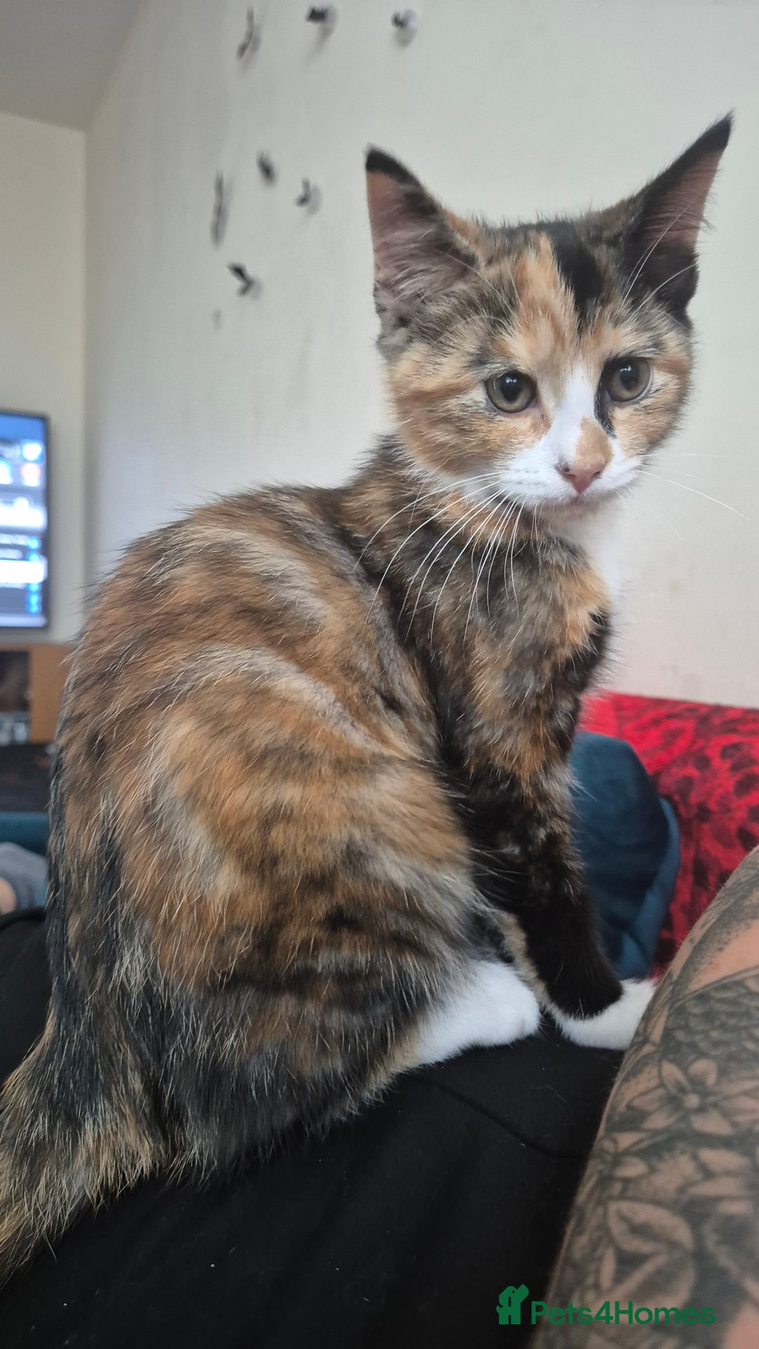 Mixed Breed cats for sale: Little cat  - Image 1