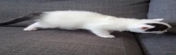 Maine Coon cats for sale: Fluffy Ragdoll x Maine Coon Kittens Available Soon - Advert 15