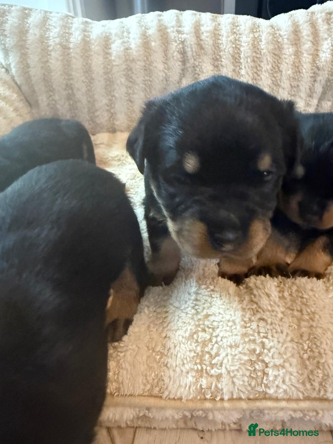 Rottweiler dogs for sale: ROTTWEILER PUPPIES- READY  29/12/25 - Advert 7