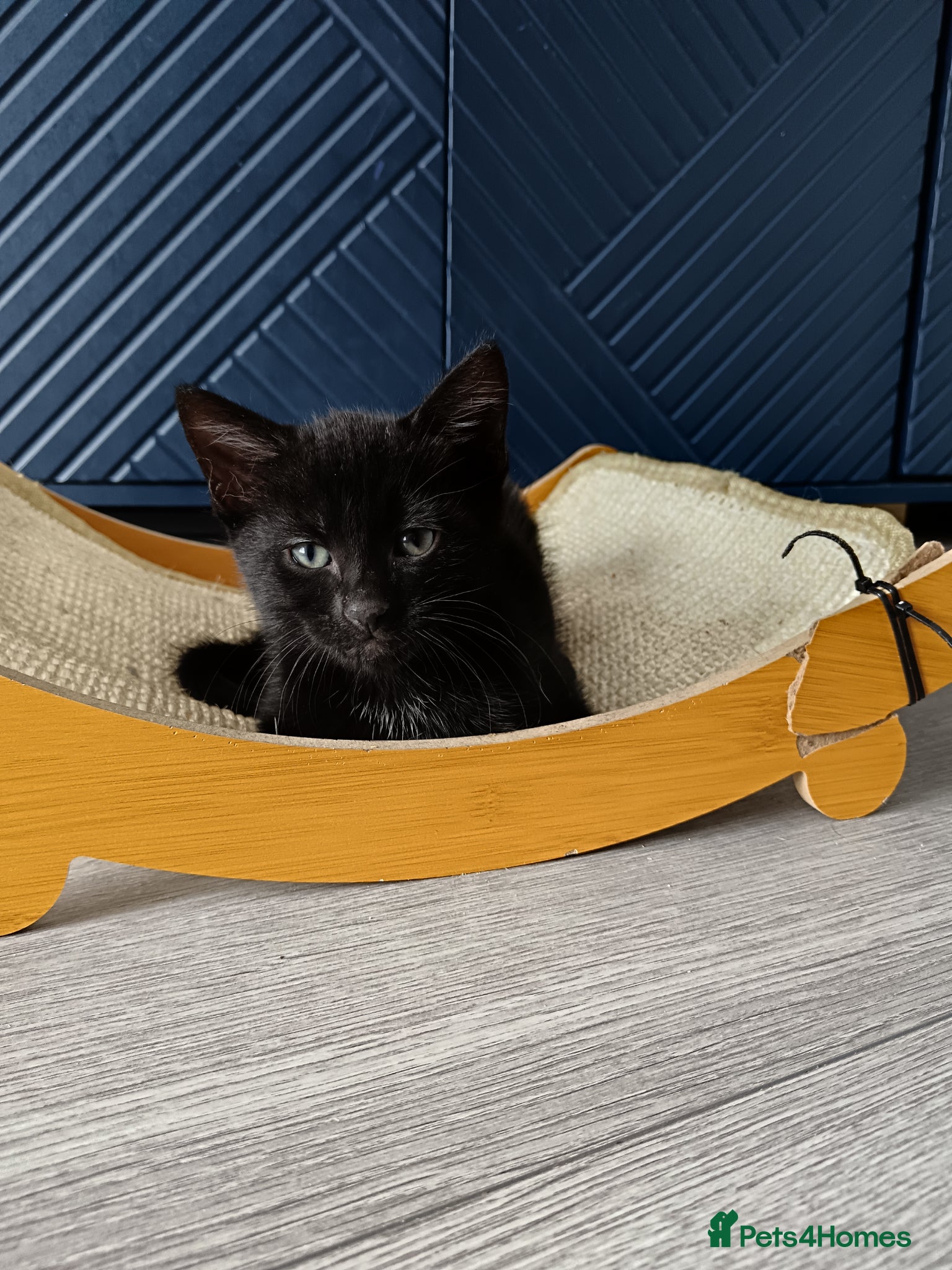 Mixed Breed cats for sale: Kittens  in Newport - Advert 3