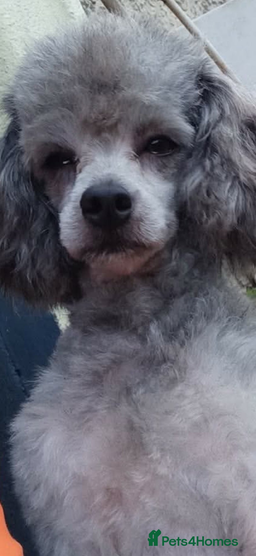 Miniature Poodle dogs Stunning silver miniature poodle  - Advert 2