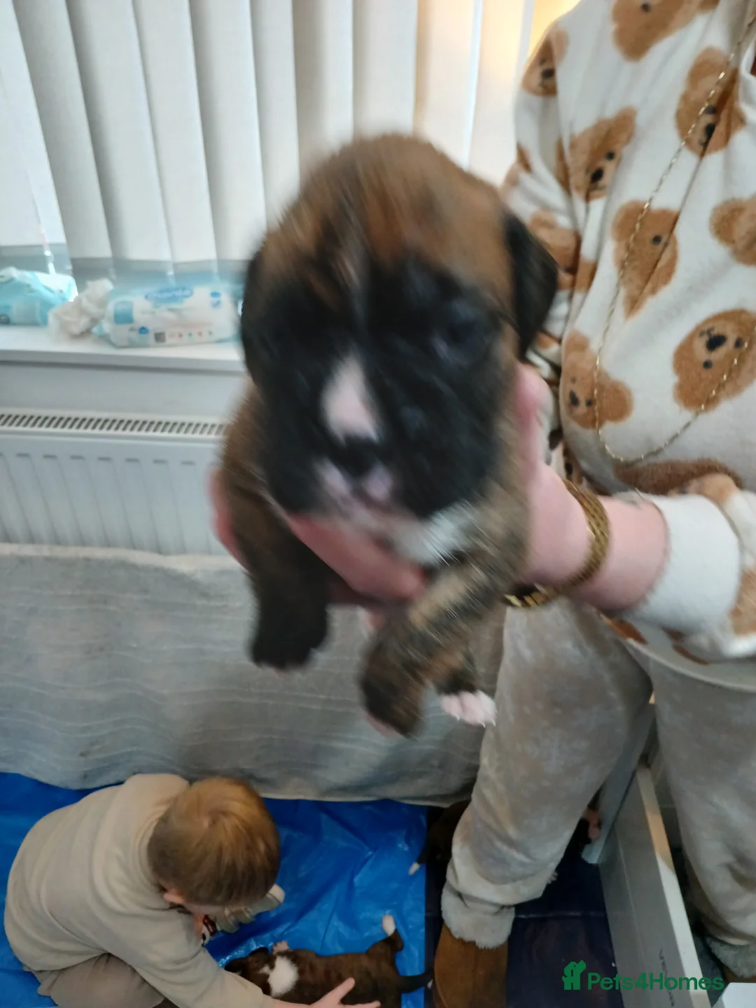 Boxer dogs for sale: champion sired boxer pups  - Advert 7