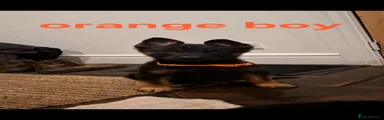 Orange collar 