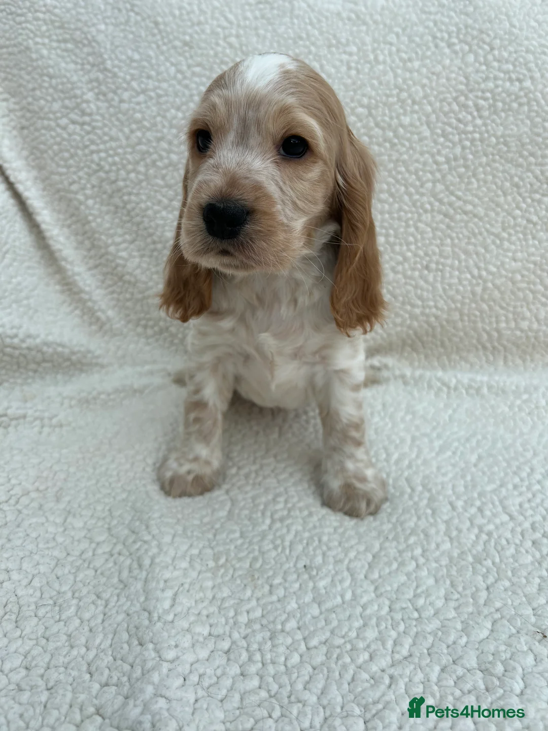 Cocker Spaniel dogs for sale: KC Reg Show Cocker Spaniels  - Advert 7