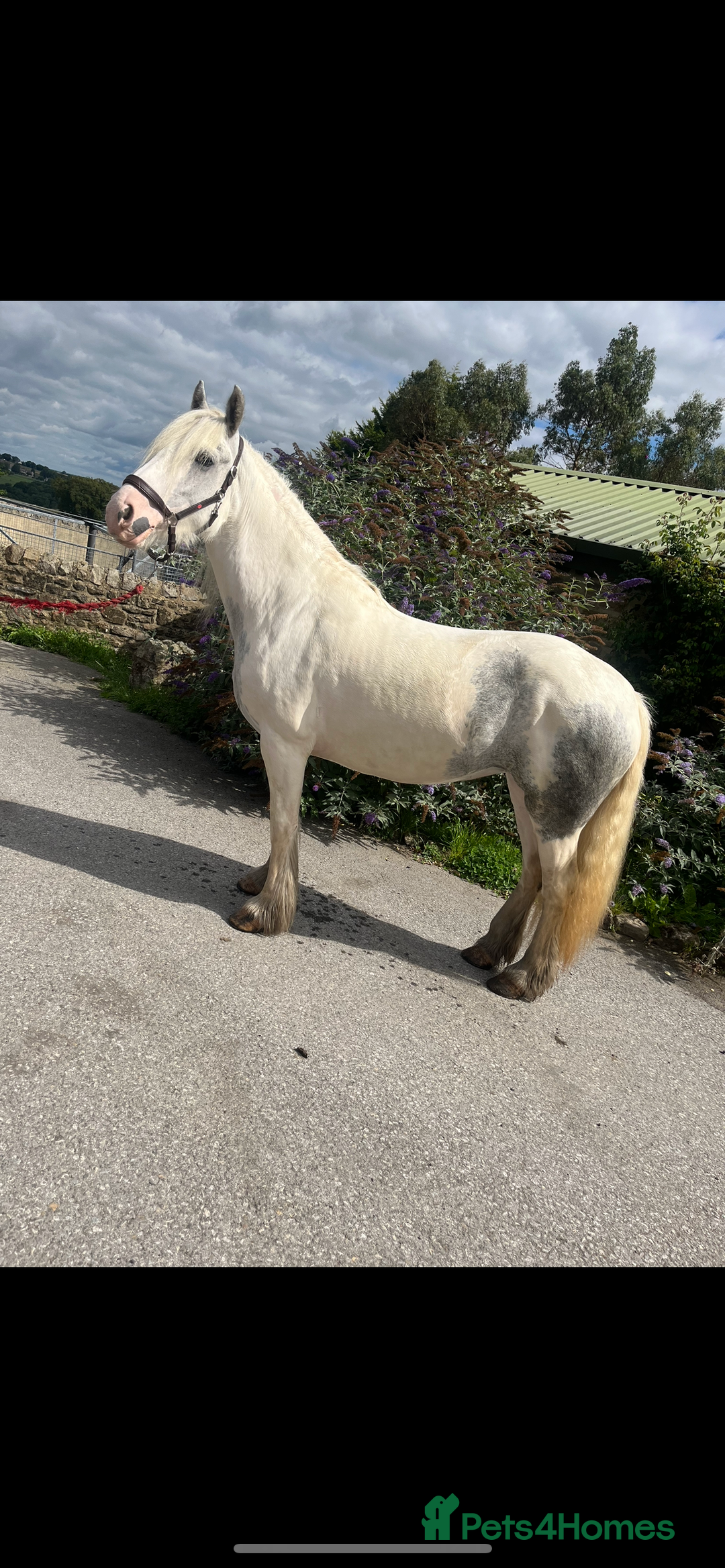 Irish Cob horses for sale: Best in blue 💙 - Image 6