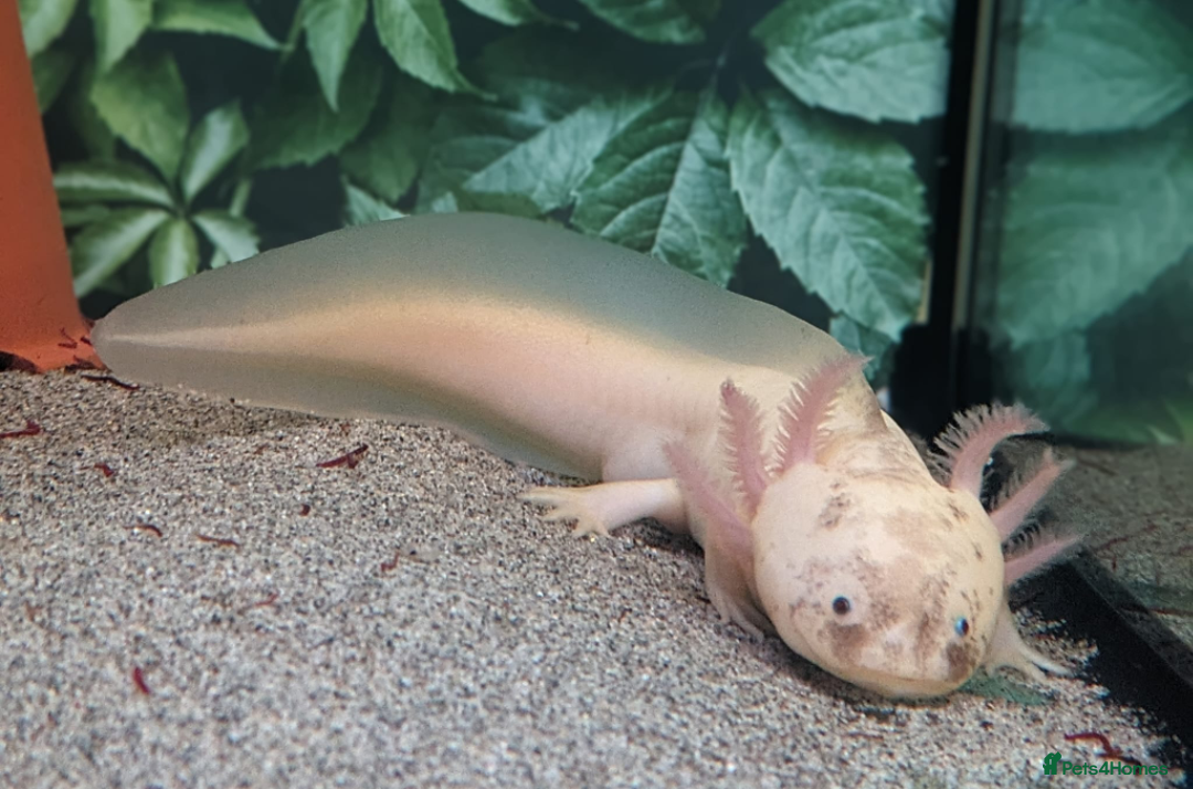 Axolotl reptiles Male dirty leucistic axolotl and tank  - Advert 4