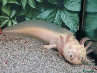 Axolotl reptiles Male dirty leucistic axolotl and tank - Advert 4