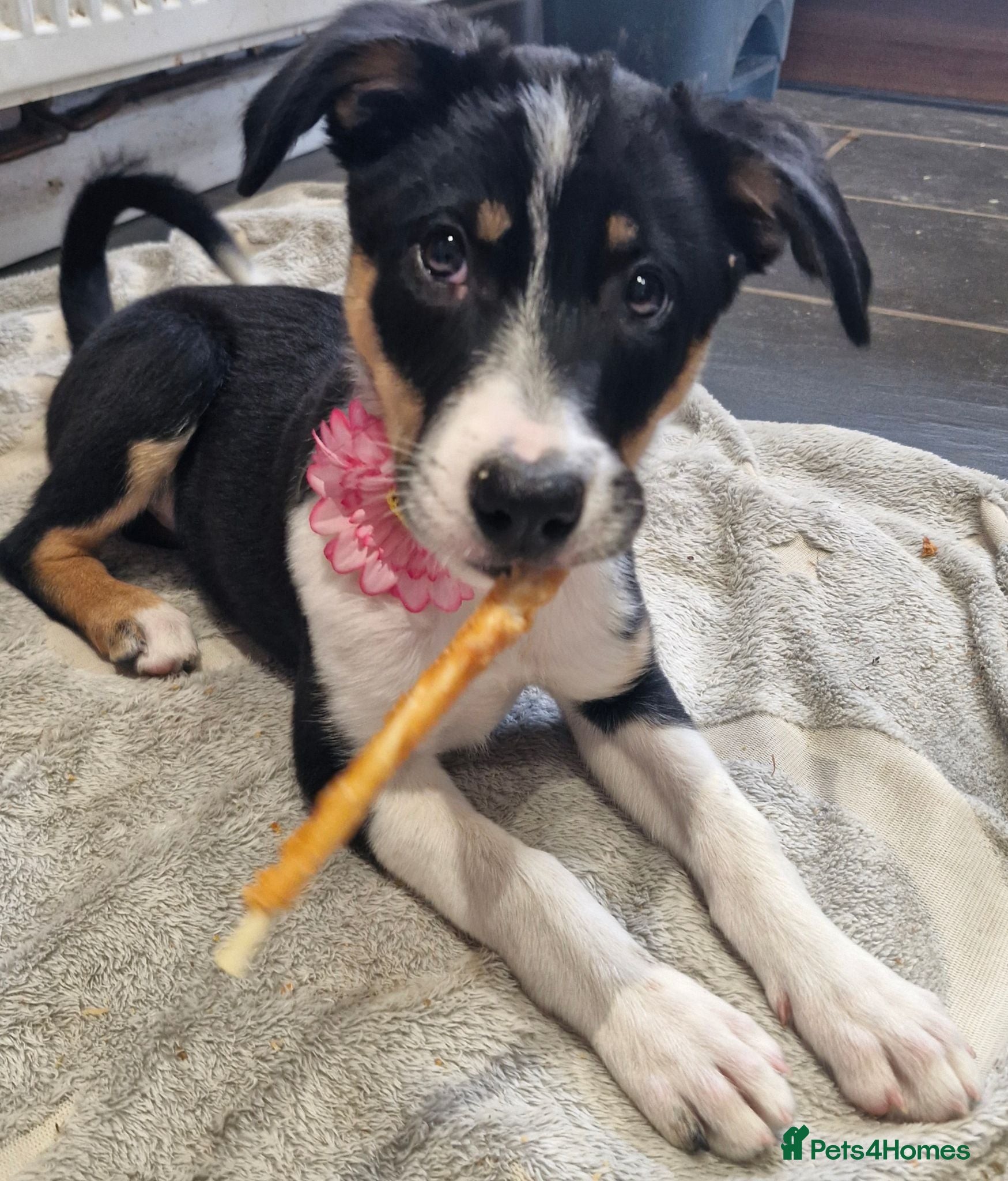 Border Collie dogs READY*Tri colour Girl & Boy* Ready - Advert 1